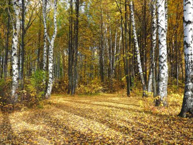 Sonbahar. Parktaki sonbahar ağaçları. Düşen yapraklar. Terk edilmiş yol. Rusya, Ural, Perm bölgesi