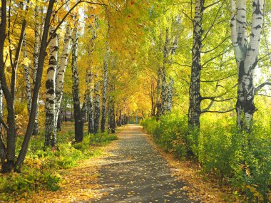 Sonbahar. Parktaki sonbahar ağaçları. Düşen yapraklar. Yol düşen yapraklarla kaplı. Rusya, Ural, Perm bölgesi
