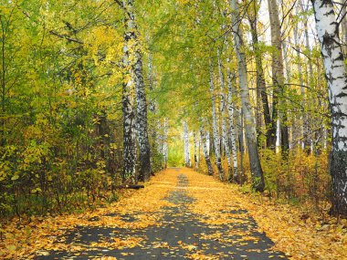 Sonbahar. Parktaki sonbahar ağaçları. Düşen yapraklar. Yol düşen yapraklarla kaplı. Rusya, Ural, Perm bölgesi