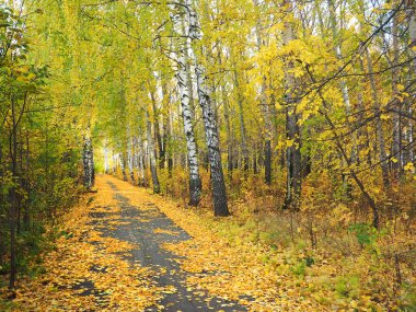 Sonbahar. Parktaki sonbahar ağaçları. Düşen yapraklar. Yol düşen yapraklarla kaplı. Rusya, Ural, Perm bölgesi