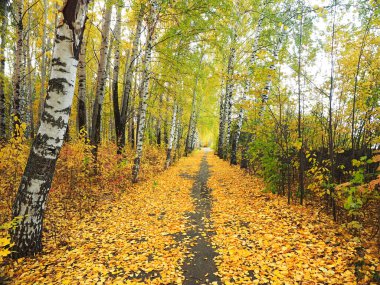 Sonbahar. Parktaki sonbahar ağaçları. Düşen yapraklar. Yol düşen yapraklarla kaplı. Rusya, Ural, Perm bölgesi