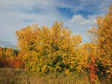 Sonbahar. Gökyüzünün arka planında akçaağacın sarı yaprakları.