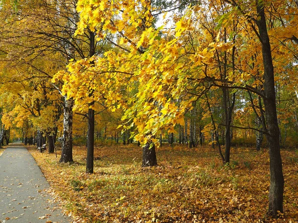 Sonbahar. Gökyüzünün arka planında akçaağacın sarı yaprakları.