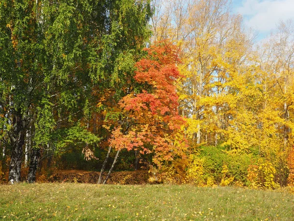 Herbst Herbstbäume Park Gefallene Blätter Verlassene Pfade Russland Ural Gebiet — Stockfoto