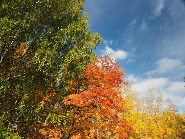 ローワン 空を背景に赤いローワンの葉 — ストック写真