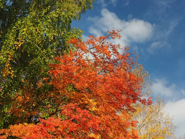 ローワン 空を背景に赤いローワンの葉 — ストック写真