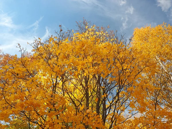 空を背景にカエデの黄色の葉 — ストック写真