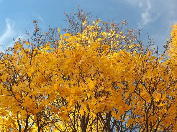 空を背景にカエデの黄色の葉 — ストック写真