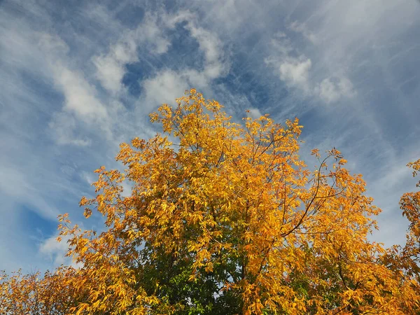 Autumn. Yellow leaves of a maple on a background of the sky.