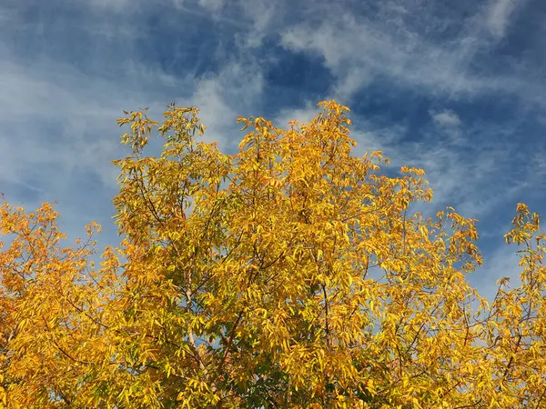 空を背景にカエデの黄色の葉 — ストック写真