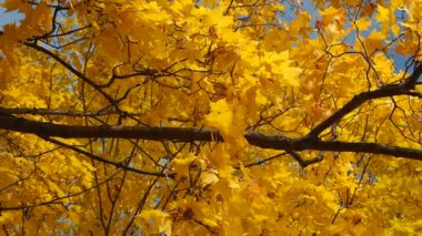 Sonbahar. Gökyüzünün arka planında akçaağacın sarı yaprakları.