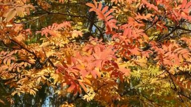 Sonbahar. Rowan kırmızı yapraklar. Elovo.