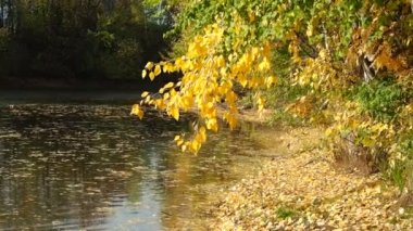 Sonbahar. Parktaki sonbahar ağaçları. Nehir koyunda yüzen yapraklar. Güzel gökyüzü. Rusya, Ural, Perm bölgesi