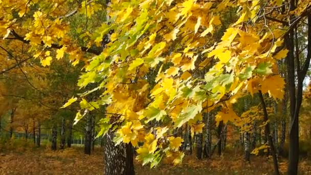 Herbst Gelbe Blätter Eines Ahorns Auf Dem Hintergrund Des Himmels — Stockvideo