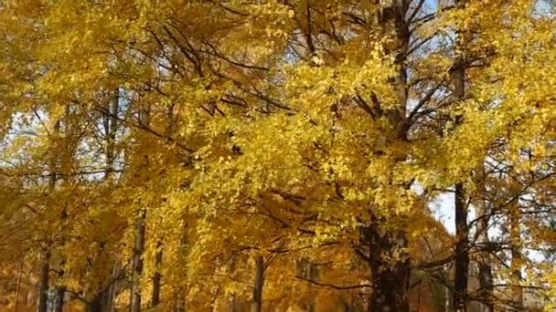 Autumn Park Foliage Trees Sways Wind Russia Perm Territory Elovo — Stock Video