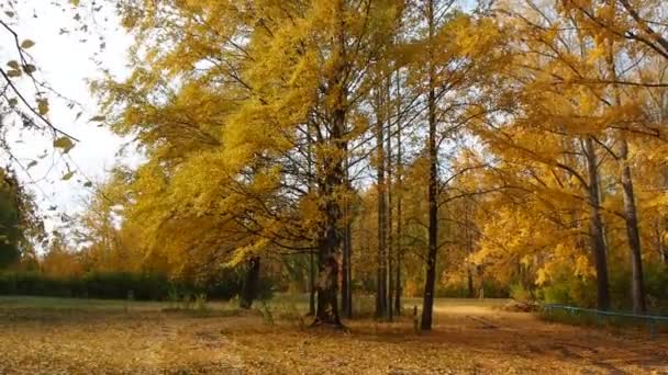 Höstparken Bladen Från Träden Svajar Vinden Ryssland Permanent Territorium — Stockvideo