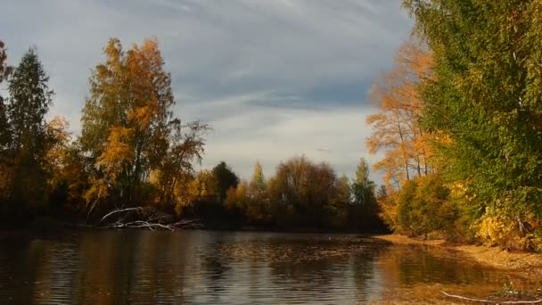 Automne Arbres Automne Dans Parc Baie Fluviale Aux Feuilles Flottantes — Video