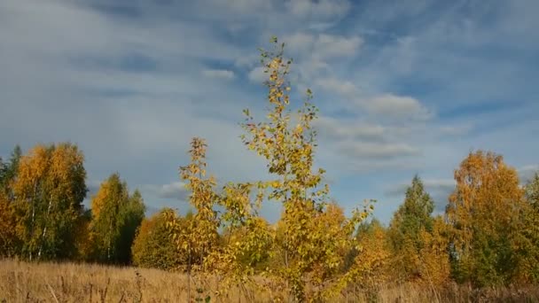 Autumn. A lonely tree whose leaves are swaying in the wind. Autumn forest, abandoned field. Beautiful sky with clouds. Russia, Ural, Perm region