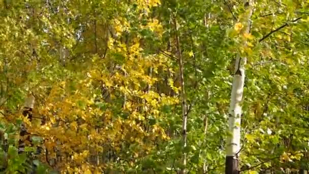 Pădurea Toamnă Frunzele Mesteacăne Tinere Leagănă Vânt Elovo — Videoclip de stoc