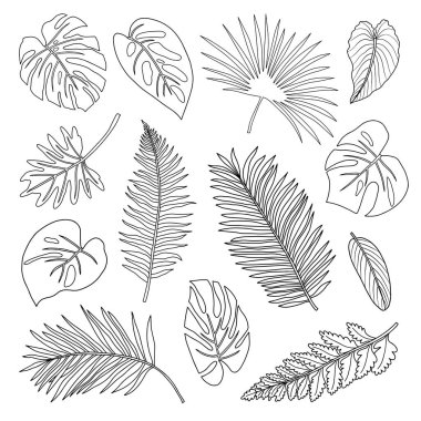 Beyaz arkaplanda bir dizi tropikal yaprak.