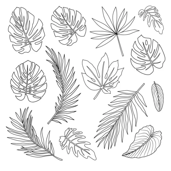 Beyaz arkaplanda bir dizi tropikal yaprak.