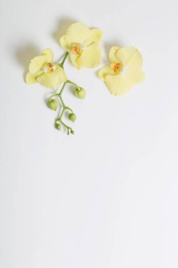 Sarı orkideler beyaz arkaplanda çiçekler
