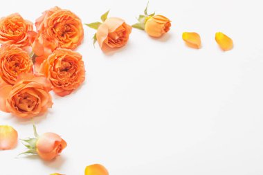 Beyaz arka planda turuncu gül