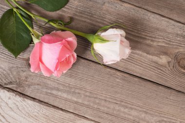 Eski ahşap arka planda iki pembe gül