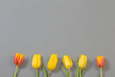 Gri kağıt arkaplanda laleler