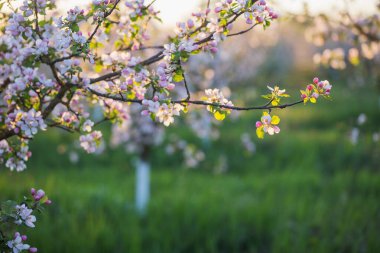 Açık havada pembe ve beyaz elma çiçekleri