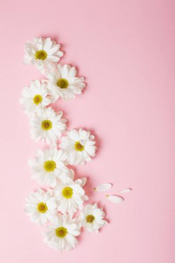 Pembe kağıtta beyaz kasımpatı