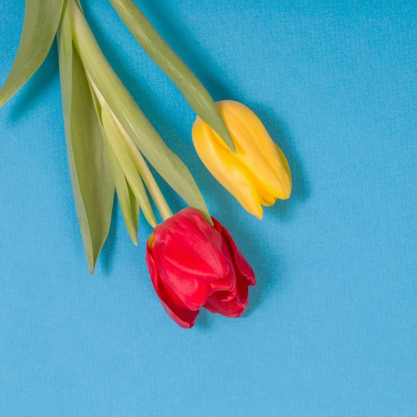 yellow and red tulips on blue background