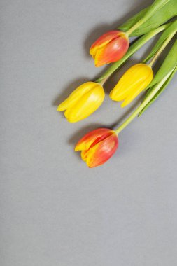 Gri kağıt arkaplanda laleler