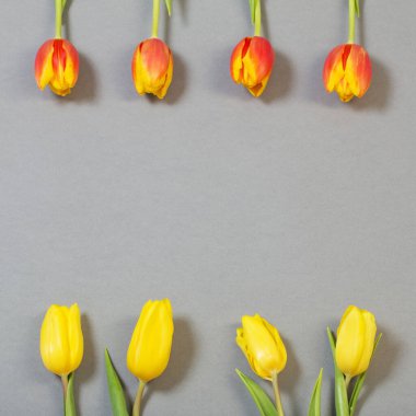 Gri kağıt arkaplanda laleler