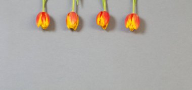 Gri kağıt arkaplanda laleler