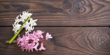 Koyu ahşap arka planda sümbül çiçekleri