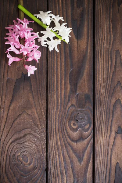 Koyu ahşap arka planda sümbül çiçekleri