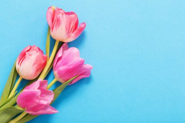 Mavi kağıtta pembe laleler
