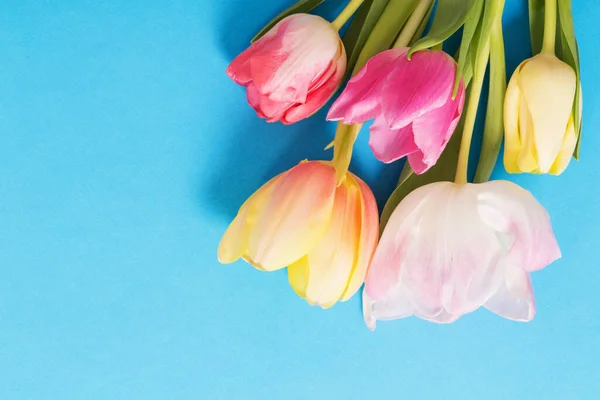 pink  and yellow tulips on blue paper background