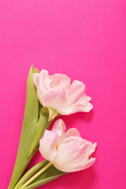 Pembe kağıtta iki lale.