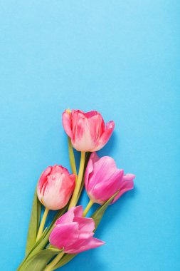 Mavi kağıtta pembe laleler