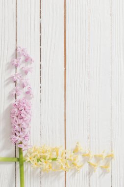 Beyaz ahşap arka planda sümbüllerin çiçekleri