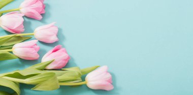 Mavi nane arkaplanda güzel pembe laleler