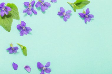 Yeşil arka planda yaprakları olan viyola çiçekleri