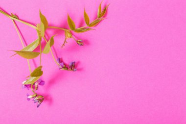 Pembe kağıt üzerinde pembe yabani çiçekler