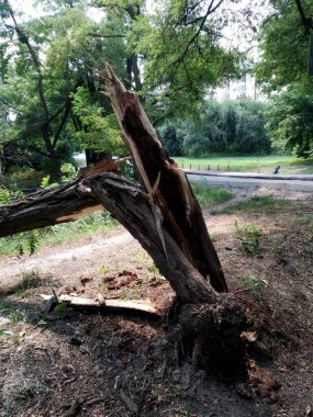 Elementlerin sonuçları, rüzgar bir ağacı kırdı ve kökünden söktü.