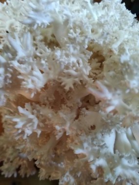 Beyaz miselyum istiridye mantarı.