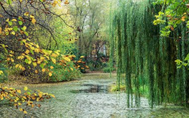 Sonbahar parkındaki gölün üzerinde söğüt ağacı.