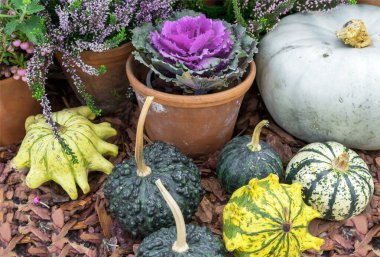 Küçük balkabaklarıyla, süslü lahana ve çiçeklerle sonbahar kompozisyonu.