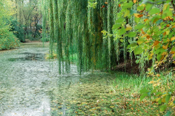 Trauerweide Über Dem See Herbstpark — Stockfoto
